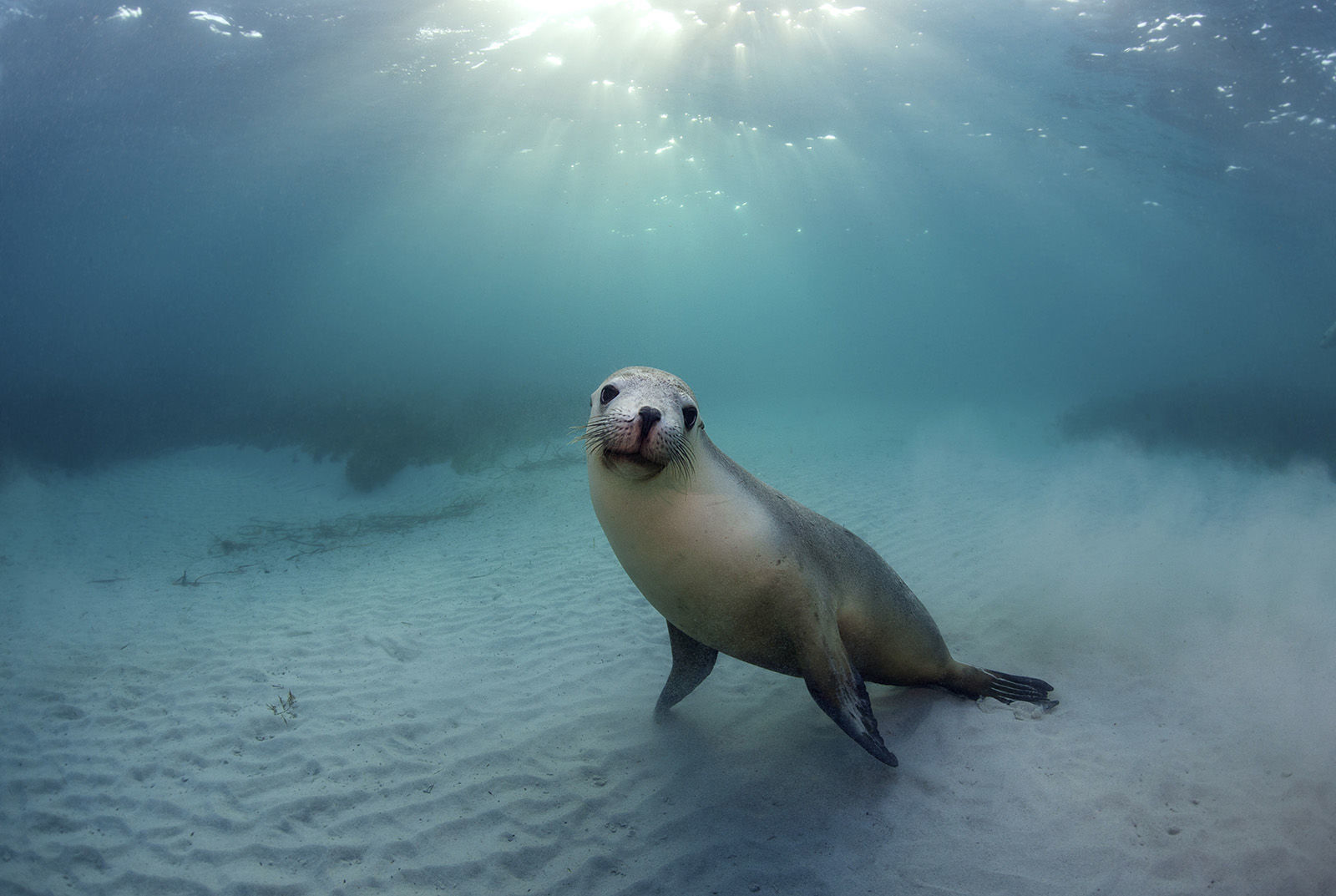 9. Sea lion